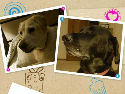 14066371_10207268752939152_9199988748376219848_o